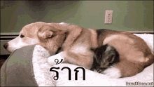 แมว หมา กอด รัก ร้าก GIF