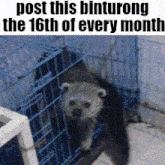 a picture of an otter in a cage with the words post this binturong the 16th of every month