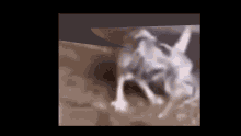 Shaking Rat GIF - Shaking Rat Cat GIFs