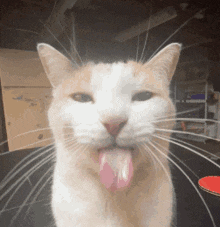 Silly Bleh GIF - Silly Bleh Cat GIFs