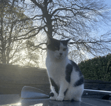 a black and white cat is sitting on top of a car
