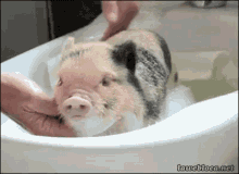 Pig Piggy GIF - Pig Piggy Cute GIFs