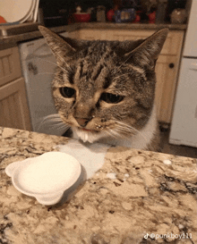 Cat Sad GIF - Cat Sad Milk GIFs