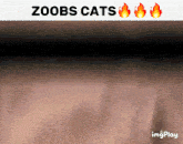 Zoob Zoob Cats GIF - Zoob Zoob Cats Johneee GIFs