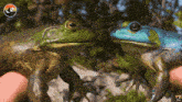 two frogs are being held in someone 's hands with a mountain logo in the corner