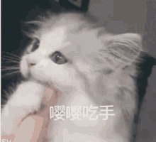 食手 吃手 猫咪 小猫咪 GIF - Eat Finger Cat Kitten GIFs
