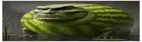 a watermelon with a man 's face on it is sitting in the water .