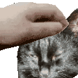 a close up of a person petting a cat 's head .