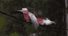 Galah Bird GIF - Galah Bird Galah Cockatoo GIFs