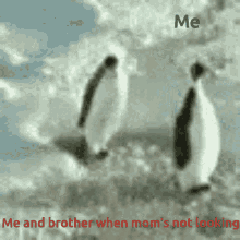 me and my brother when my moms not looking penguins hit