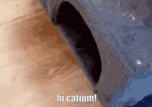 Hi Catium Catium GIF - Hi Catium Catium Hello GIFs