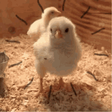 Hipster Chick GIF - Hipster Chick Glasses GIFs