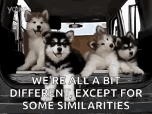 huskies husky puppy differences funnygifs