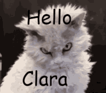 Hello Clara GIF - Hello Clara GIFs