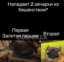 Meme Dogwithbutterfly Russianmeme Cool Dog GIF - Meme Dogwithbutterfly Russianmeme Cool Dog GIFs
