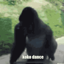 Koko Monkes Koko GIF - Koko Monkes Koko Monkes GIFs