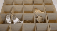 cat cats box