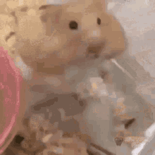 Hamster GIF - Hamster GIFs