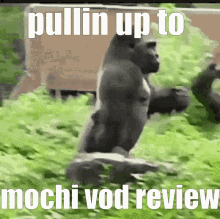Vod Review Mochi GIF - Vod Review Mochi Gorilla GIFs