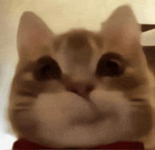 a close up of a cat 's face with a red bow tie around its neck .