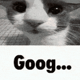 a close up of a cat 's face with the word goog written below it