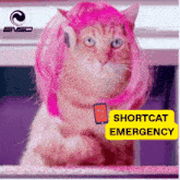 a cat wearing a pink wig and a cell phone that says 911