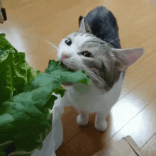 Cat Lettuce GIF - Cat Lettuce Cronch GIFs