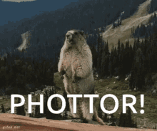 Phottor Squirrel GIF - Phottor Squirrel Screaming GIFs