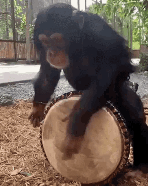 Ripon Monkey GIF - Ripon Monkey Music On - Discover & Share GIFs