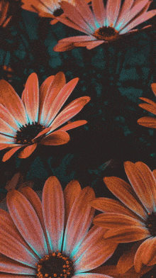 a bunch of flowers with the word appy on the top