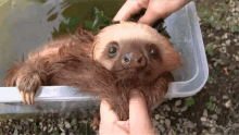 bath clean cute baby sloth