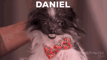 Daniel Uglyanimal GIF - Daniel Uglyanimal Animal GIFs