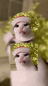 Cat Eat GIF - Cat Eat Meme GIFs