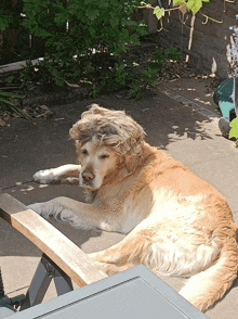 Badu Dog GIF - Badu Dog Badu Dog GIFs