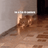 Cat-o-lantern Catto GIF - Cat-o-lantern Catto Lantern GIFs