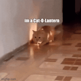 cats Memes & GIFs - Imgflip