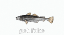 Get Fake Get Real GIF - Get Fake Get Real Fish GIFs