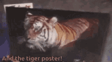 Zoobooks Tiger GIF - Zoobooks Tiger GIFs