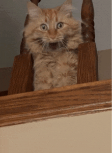 a cat with a surprised look on its face is sitting on a wooden staircase