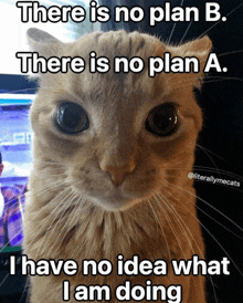 Cat No Plan Confused GIF