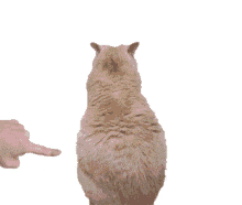 Poke Cat GIF - Poke Cat Back GIFs