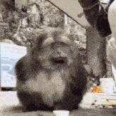 a monkey is sitting on the ground with a cup of food in front of it