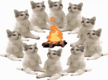 Cat Bonfire GIF - Cat Bonfire Group GIFs