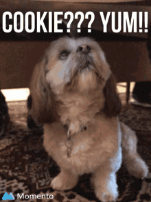 Yummy Dog GIF - Yummy Dog Lhasa GIFs
