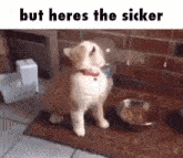 But Heres The But Heres The Sicker GIF - But Heres The But Heres The Sicker Cat GIFs