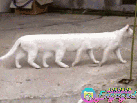 4d3d3d3engaged Long Cat GIF - 4d3d3d3engaged Long Cat Cat GIFs
