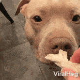 A Dog Refuses To Eat Viralhog GIF - A Dog Refuses To Eat Dog Viralhog GIFs