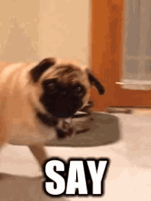 Say It GIF - Say It To GIFs