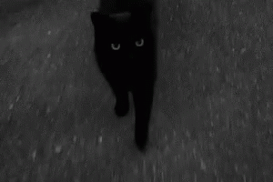 walking cat gif tumblr