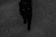 Black Cat Cat Walk GIF